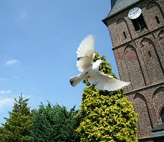 Beispiel: Fliegende weisse Taube, Foto: Hochzeitstauben Schleuter.