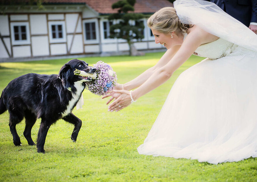 Wie Sie Ihr Haustier in Ihre Hochzeit integrieren können!
